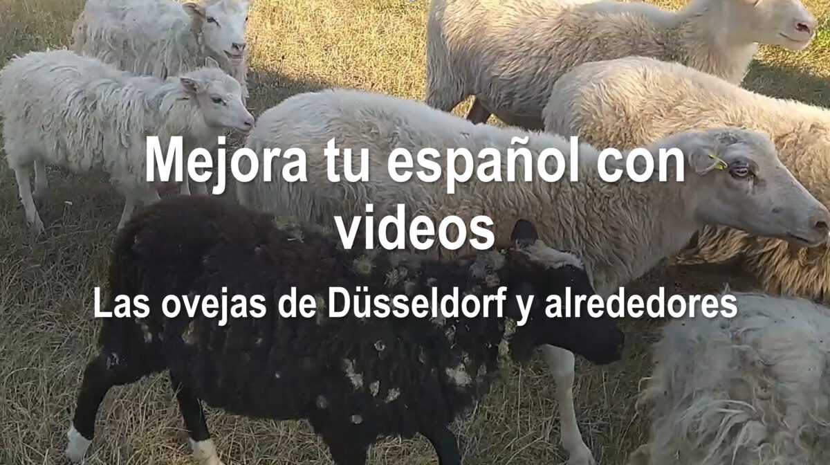 Mejora tu español con videos: Las ovejas de Düsseldorf y alrededores